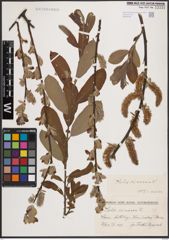 Foto von Salix cinerea L.